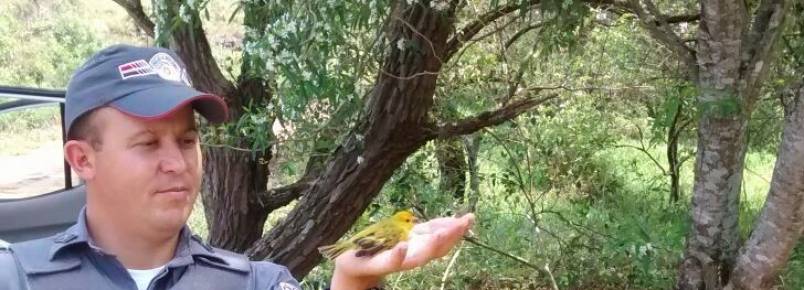 Polícia Ambiental apreende 10 pássaros em casa no Jardim Silvestre II